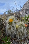 Tephrocactus floccosus var ovoides Nazca to Puquio GPS191 Peru_Chile 2014_0164.jpg